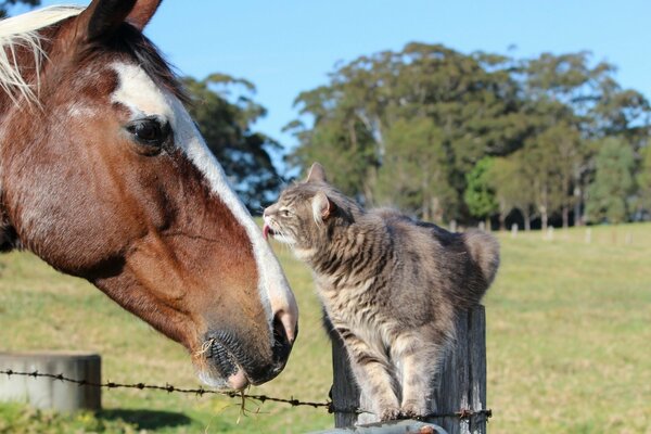 Friendship of a horse with a gray cat