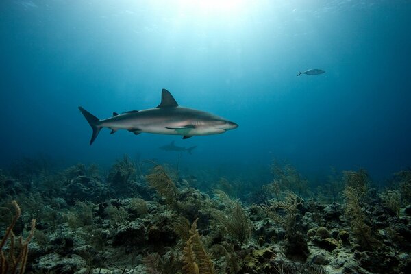 Fond de corail avec des requins prédateurs marins