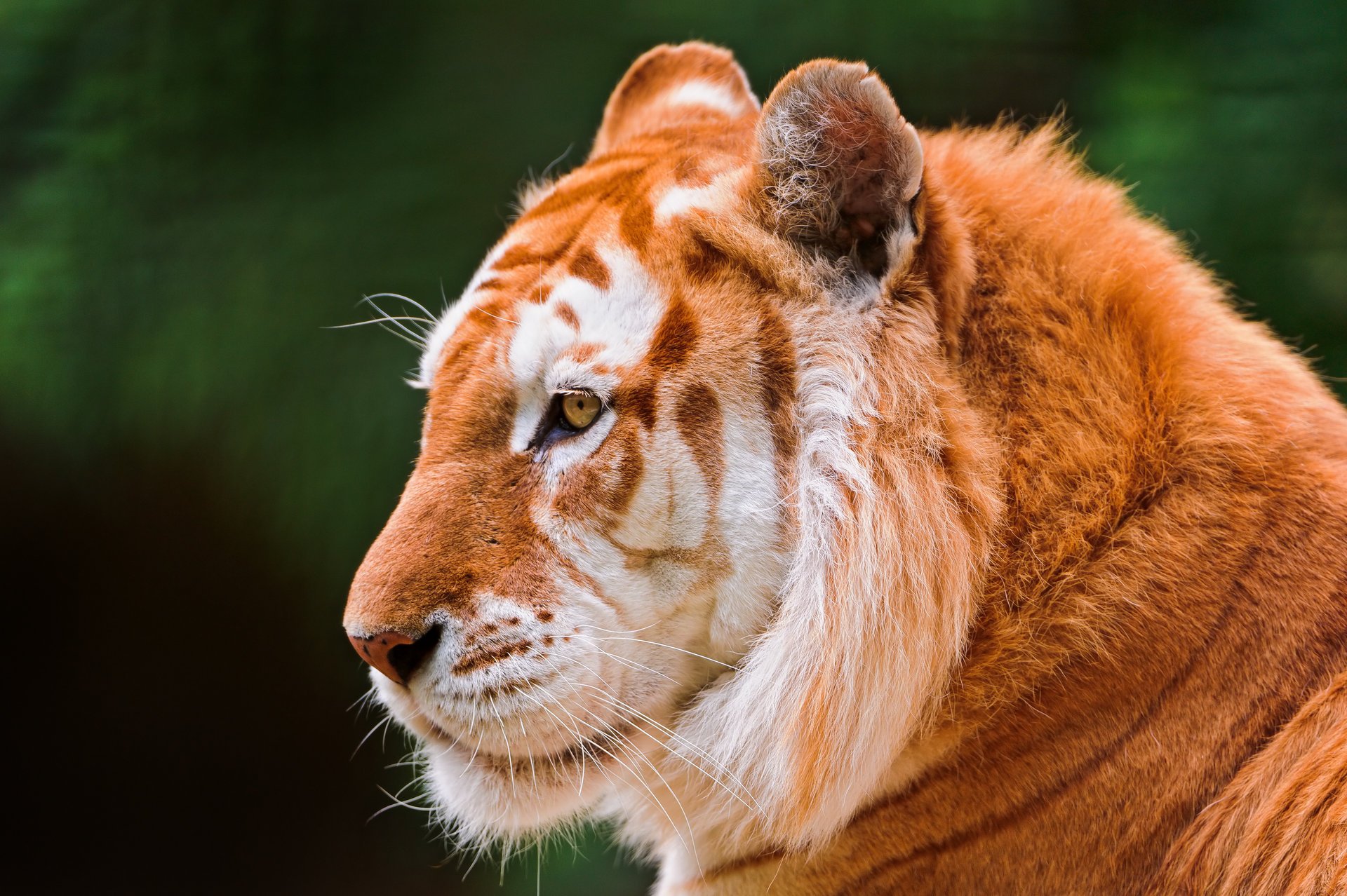 tiger golden tiger face ctambako jaguar cat