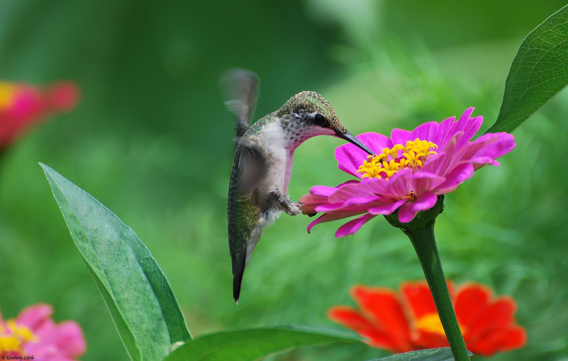 blumen kolibri vogel nektar zinia rosa