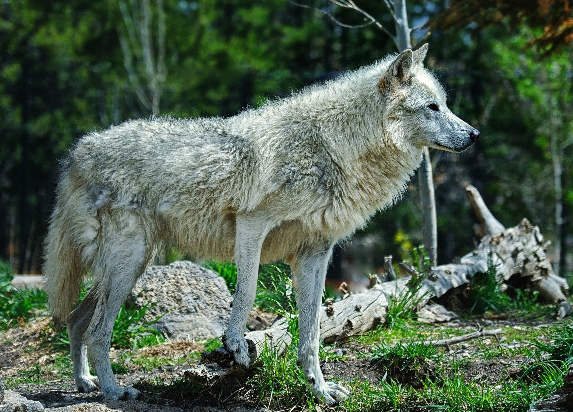 lobo depredador bosque