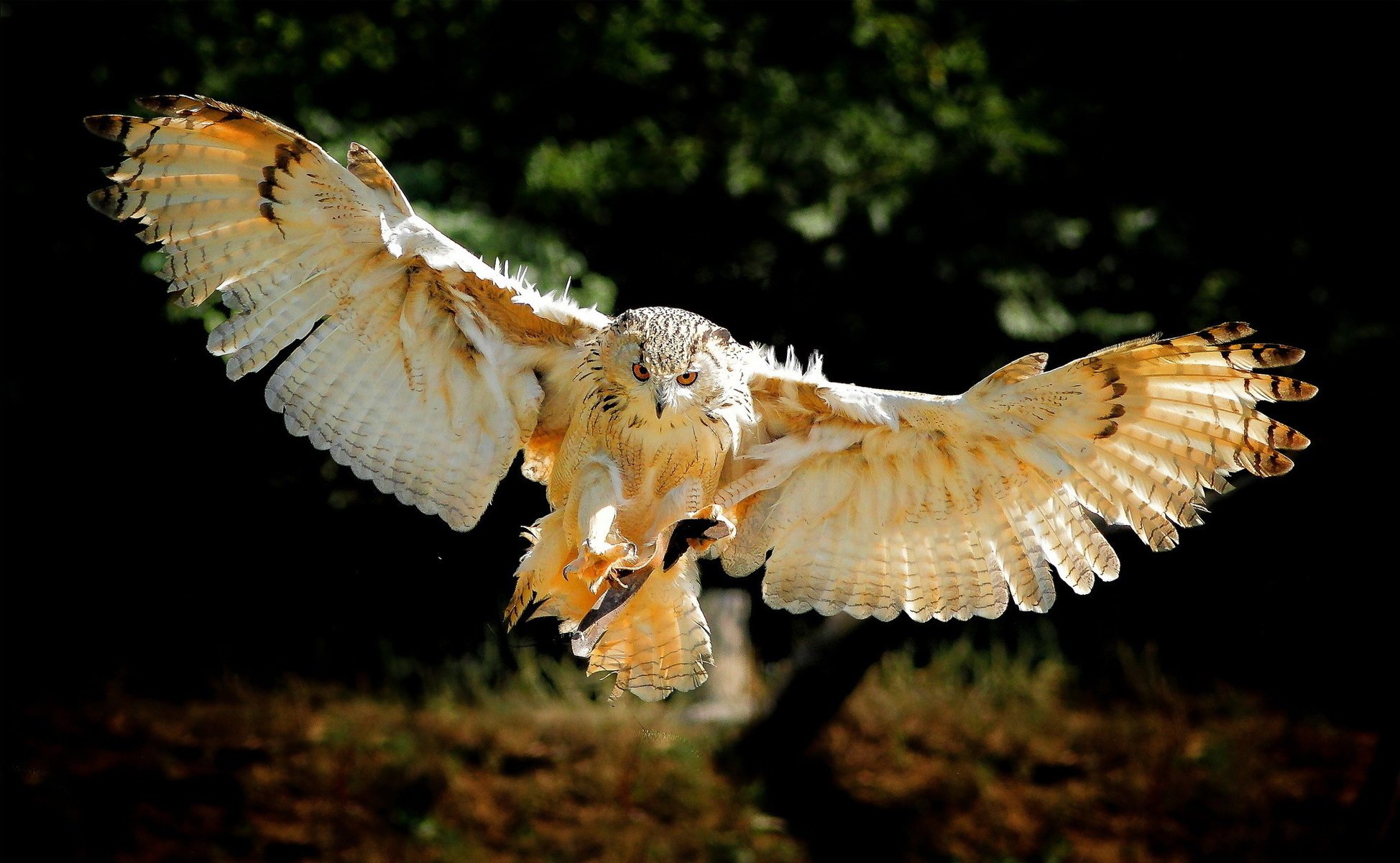 hibou oiseau ailes vol