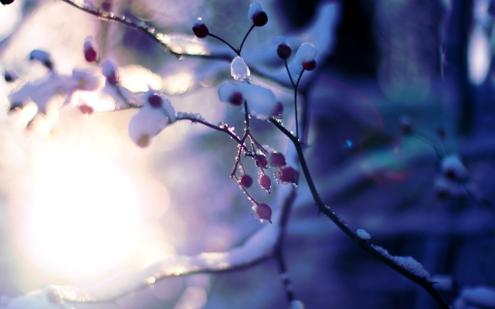 macro tree winter trees plant snow