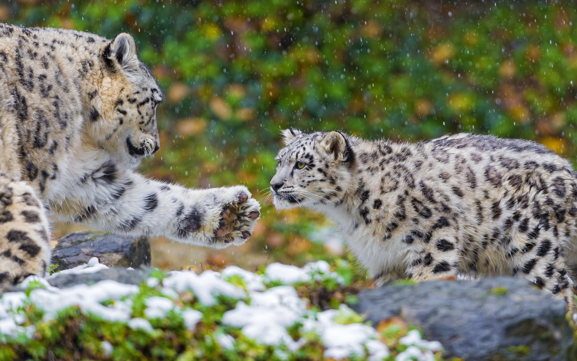 leopardo delle nevi predatore coppia snow leopard irbis famiglia madre