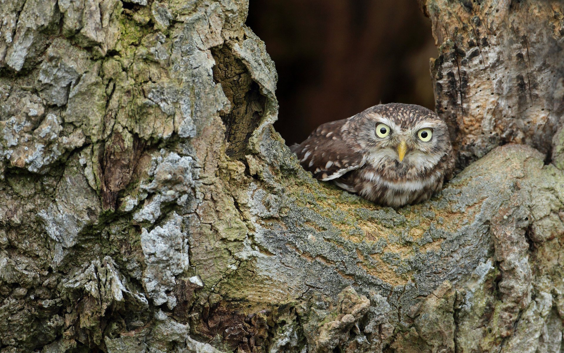 oiseau hibou arbre chouette furtivement écorce