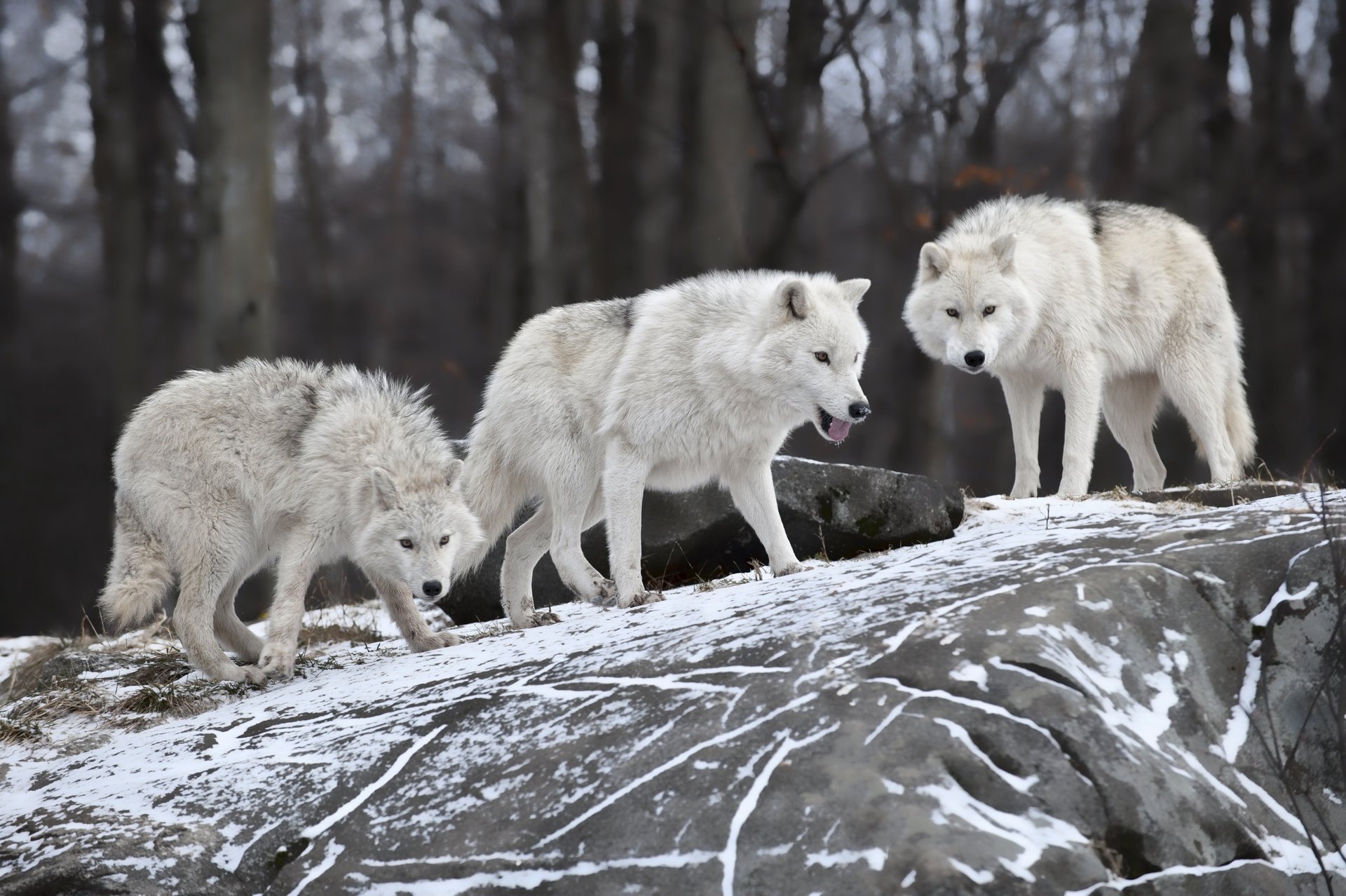 inverno neve lupi famiglia predatore natura