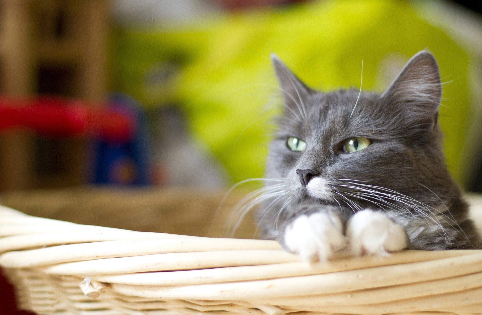 basket cat grey cat paws white