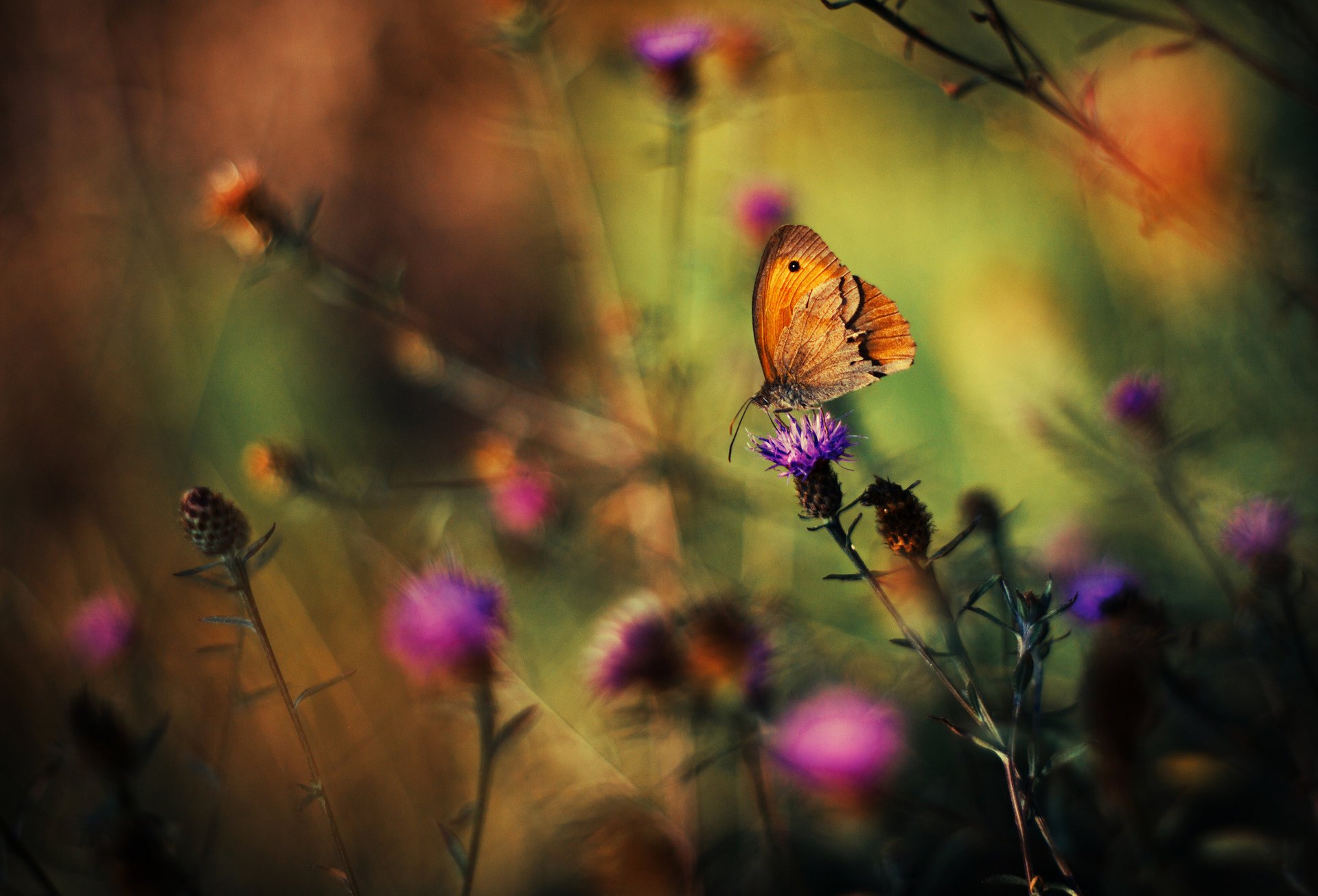 pflanzen blumen schmetterling hintergrund gras