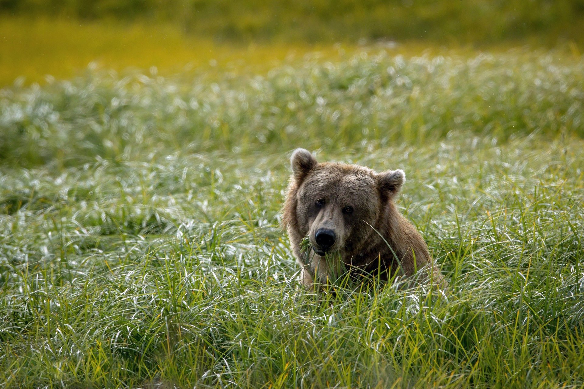 fond vert champ ours tête herbe