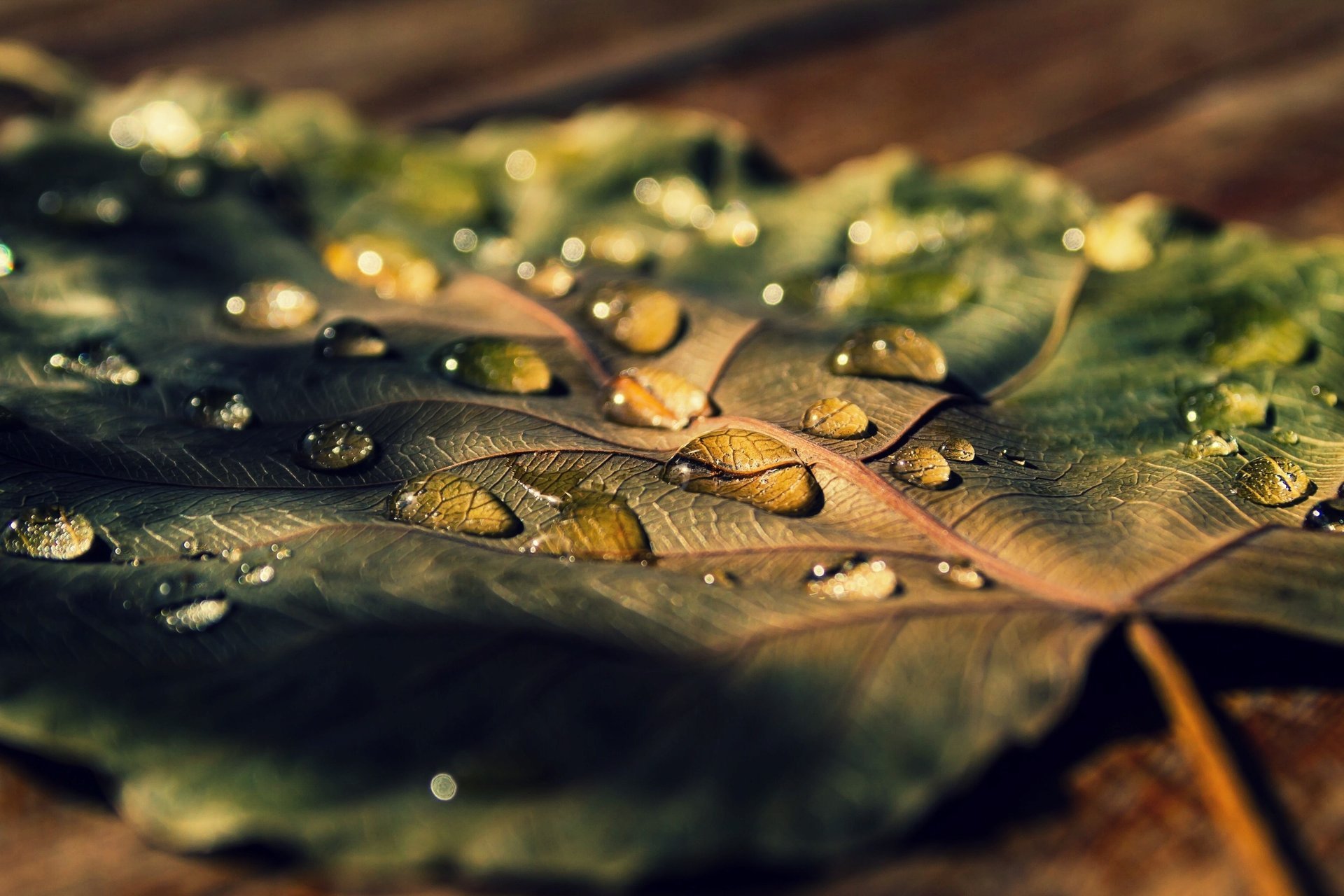 gros plan feuilles goutte rosée feuille leave eau feuille