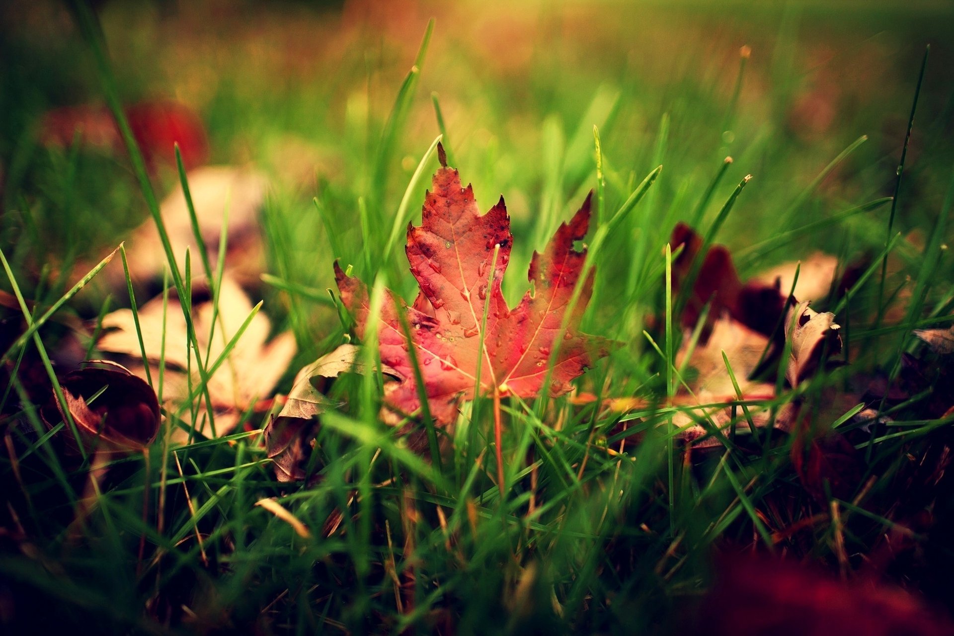 feuille feuilles herbe gouttes gouttelettes verdure