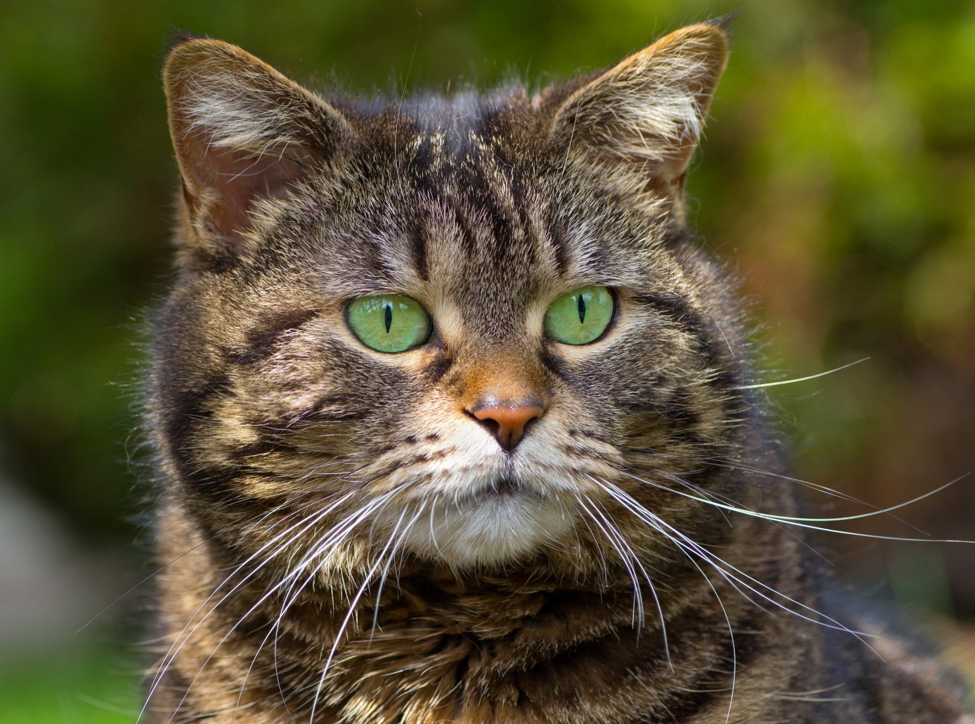 gatto baffi occhi verdi sfondo a strisce