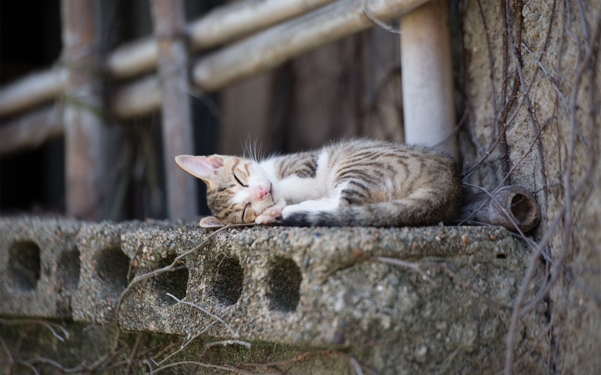 gato ciudad durmiendo gato alféizar de la ventana hormigón palos