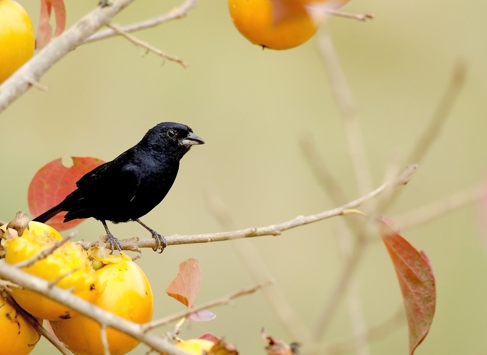 albero frutta rami nero giallo foglie uccello