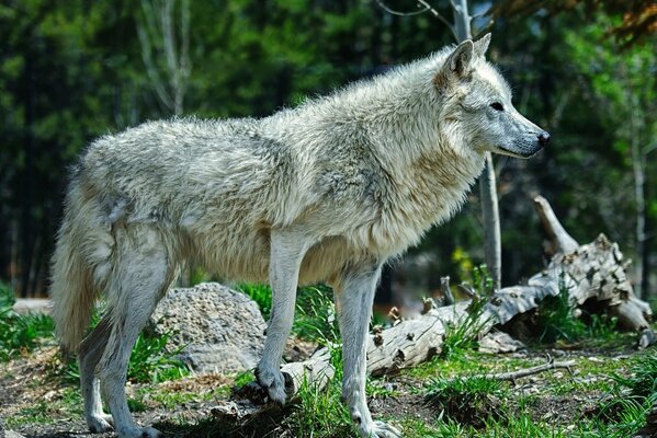 Forêt pittoresque avec le loup khimschnek