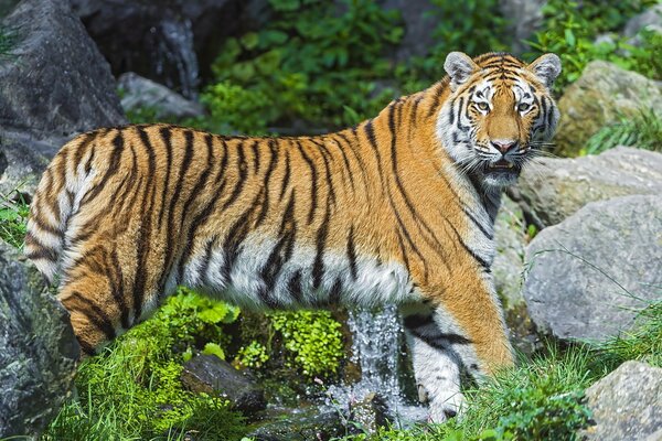 Amur-Tiger in freier Wildbahn