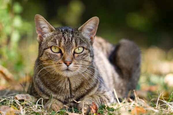 Le regard prédateur d un chat domestique