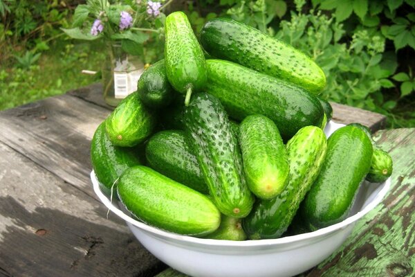 Fresh cucumbers in a basin on the table