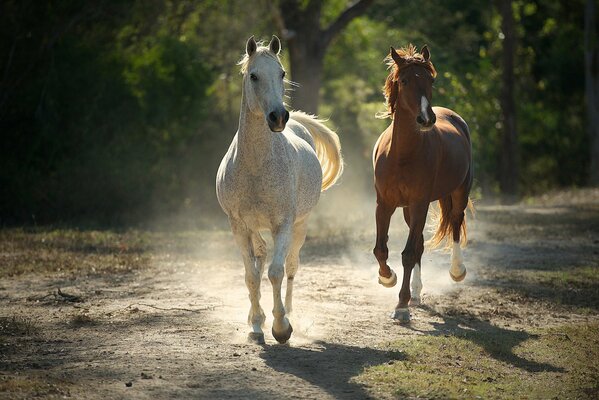 On a summer background of trees, running horses in the dust