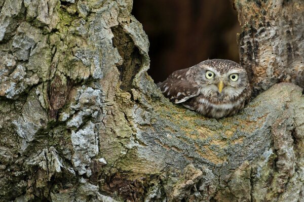 A bird peeping out from the bark of a tree, an owl