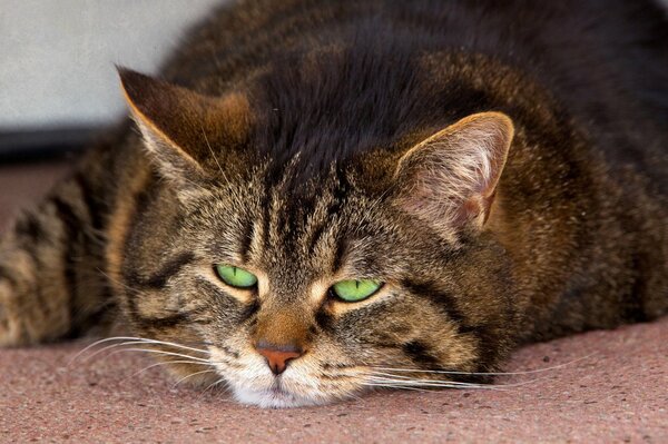 Un gatto soriano grasso con gli occhi verdi giace sullo stomaco