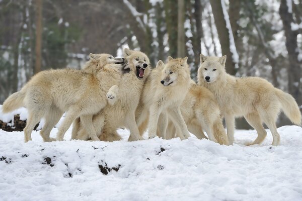 A wolf pack in a winter snow-covered forest