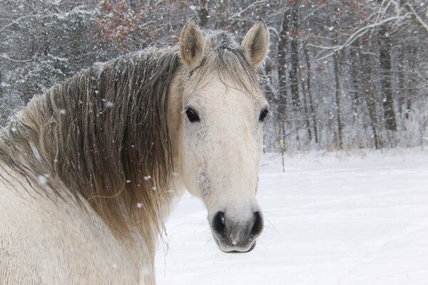 Die Schnauze eines weißen Pferdes, ein Pferd Crosata auf einem Winterhintergrund