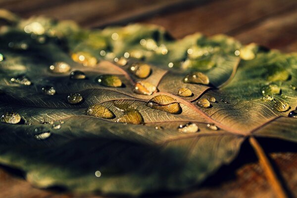 Dried leaf in drops after rain