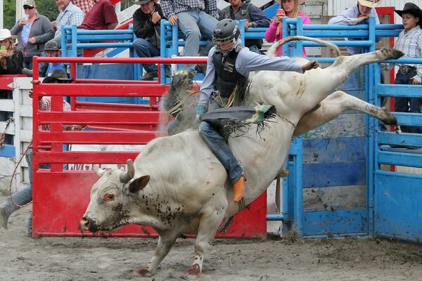 A sporty bull does an element of break dancing