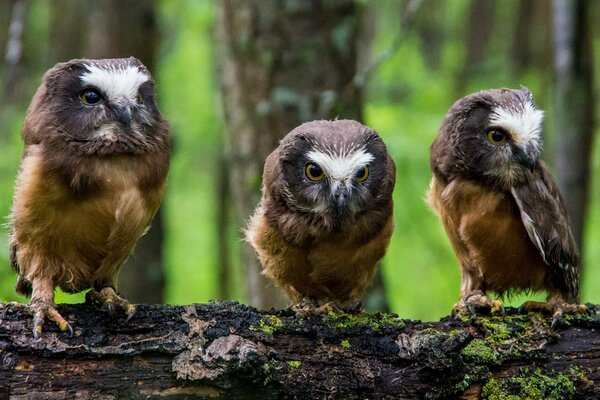 Bird owl, North American shaggy-legged owl