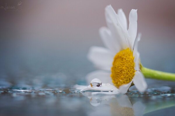 Margarita blanca como la nieve con una gota en el pétalo