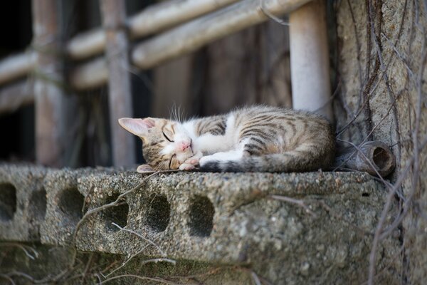 Gattino che dorme sul davanzale della finestra