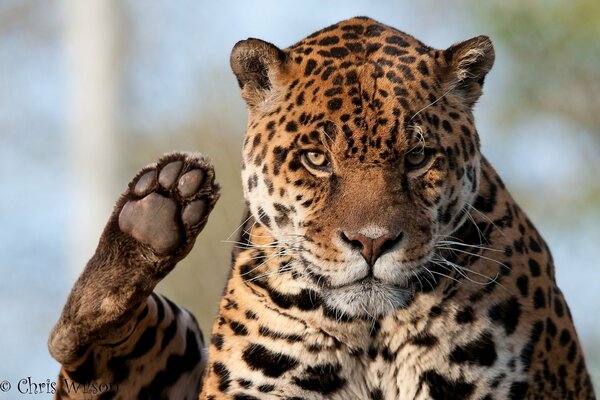 Gatto selvatico predatore