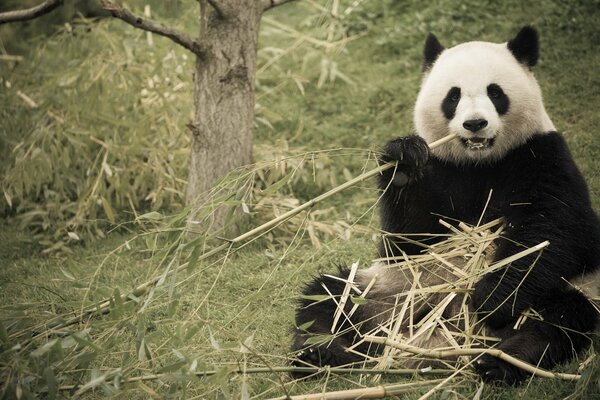 Foto eines Pandas, der Bambus isst