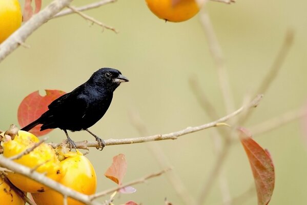 Schwarzer Vogel, der auf einem Obstbaum sitzt , auf Zweigen mit gelben Blättern