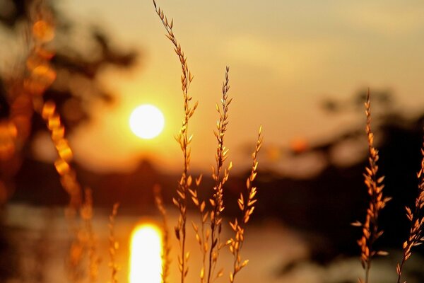 Ears of corn on the background of a golden sunset