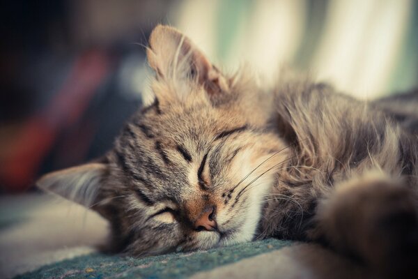 Fluffy kitten sleeping on a pillow