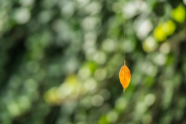 Foglia gialla su sfondo naturale