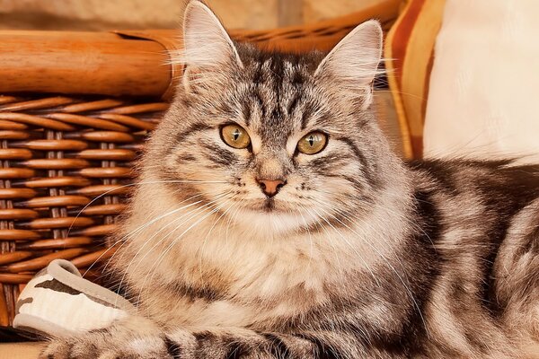 A fluffy gray cat lies against the background of a wicker chair