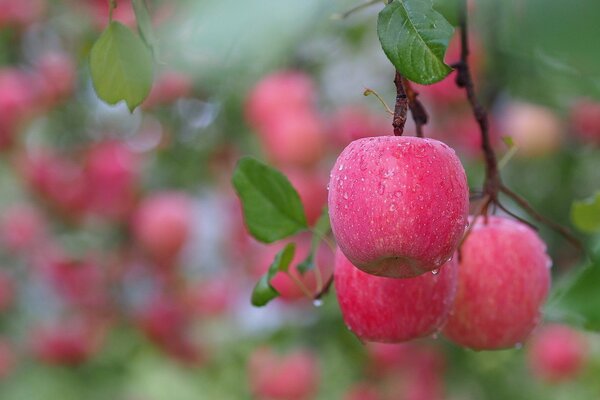 Rosa Äpfel auf einem Zweig, mit Tau bedeckt