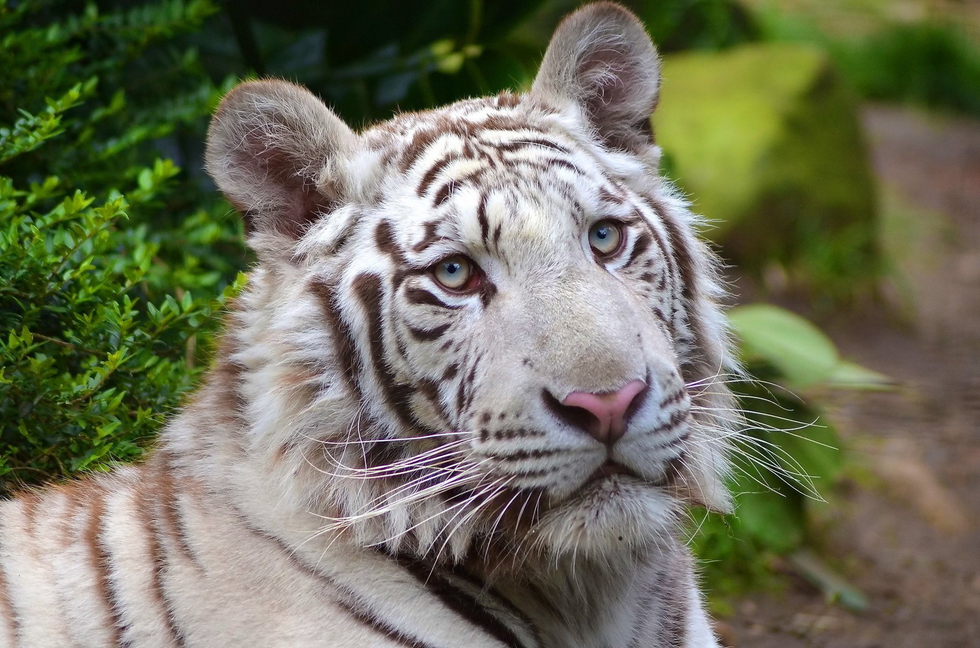 tigre white tiger blanc museau prédateur