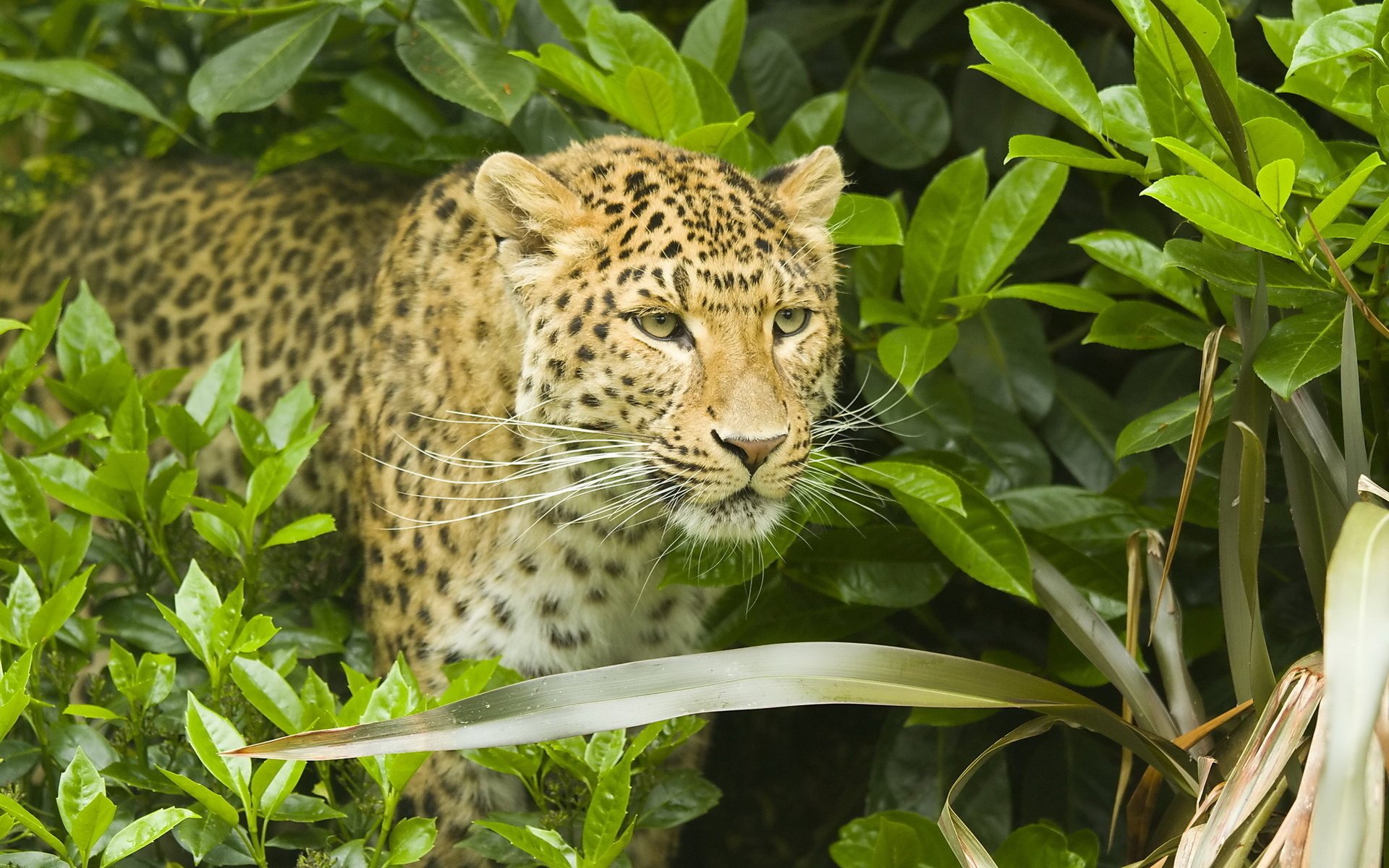 leopardo bigote leopardo arbusto hocico panthera pardus depredador