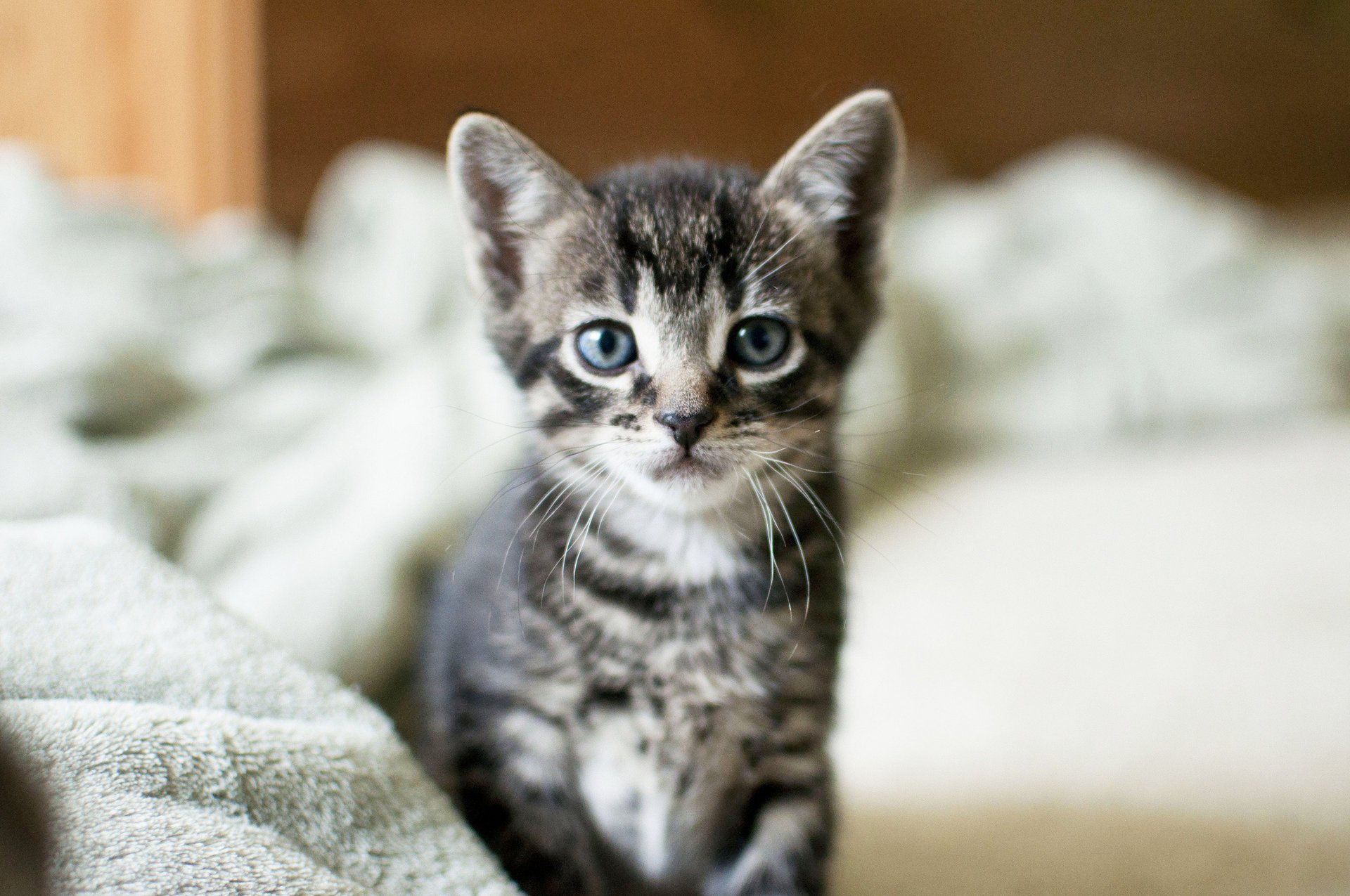 gatito mirada gato gris