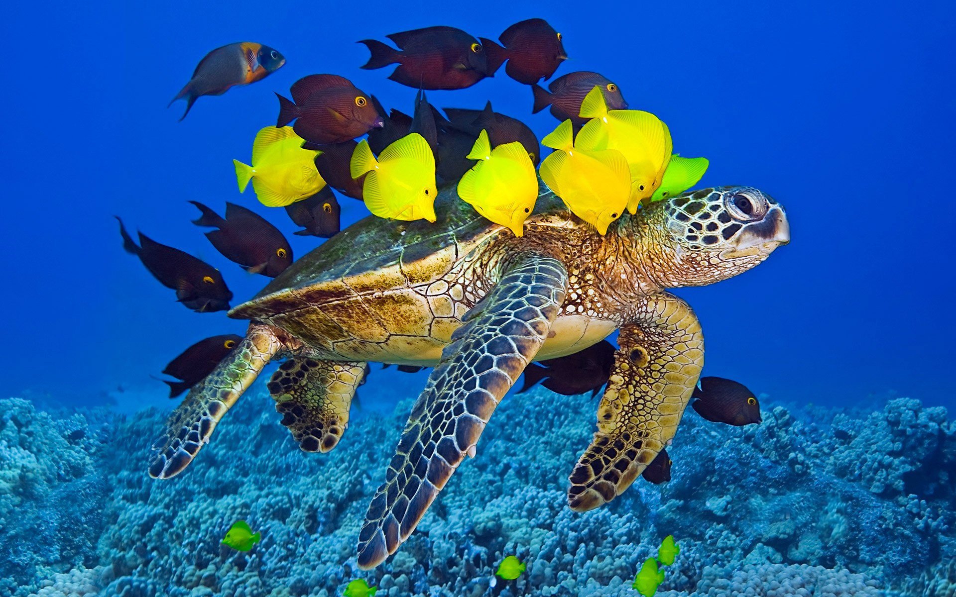 tortuga submarino bandada océano mundo amarillo peces