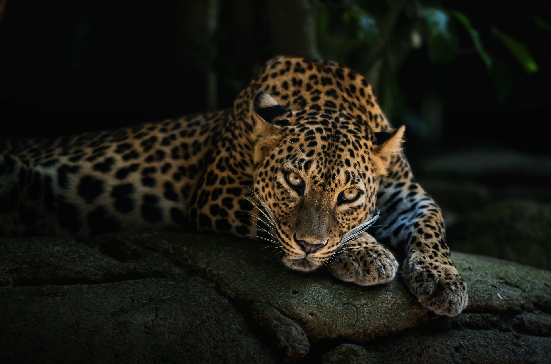 leopard schnauze liegt raubtier