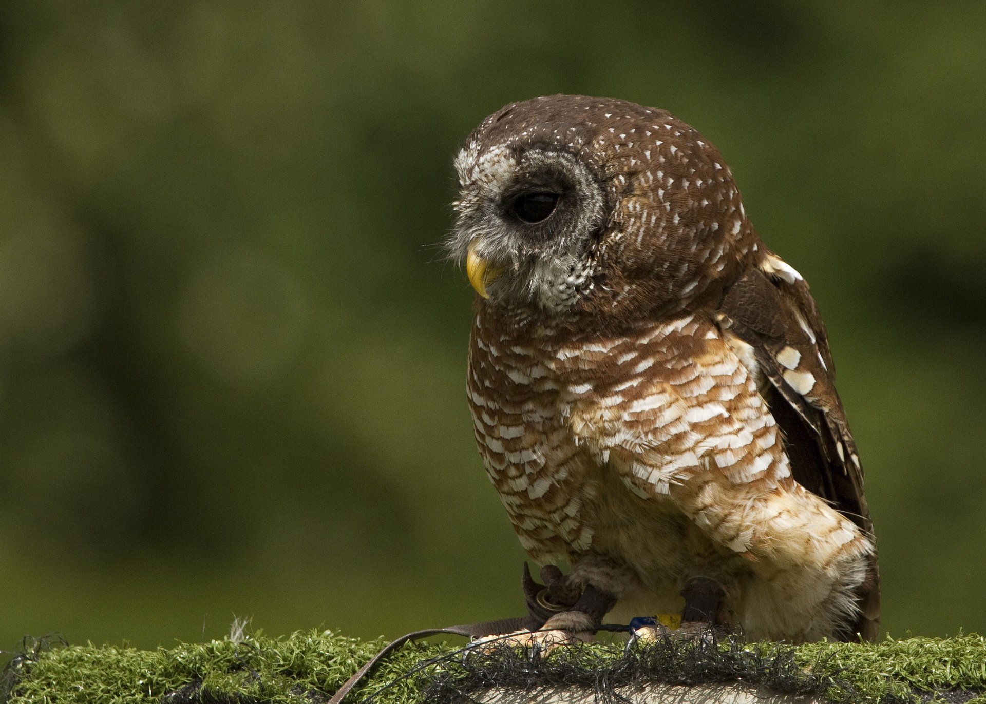 musgo búho pájaro perfil