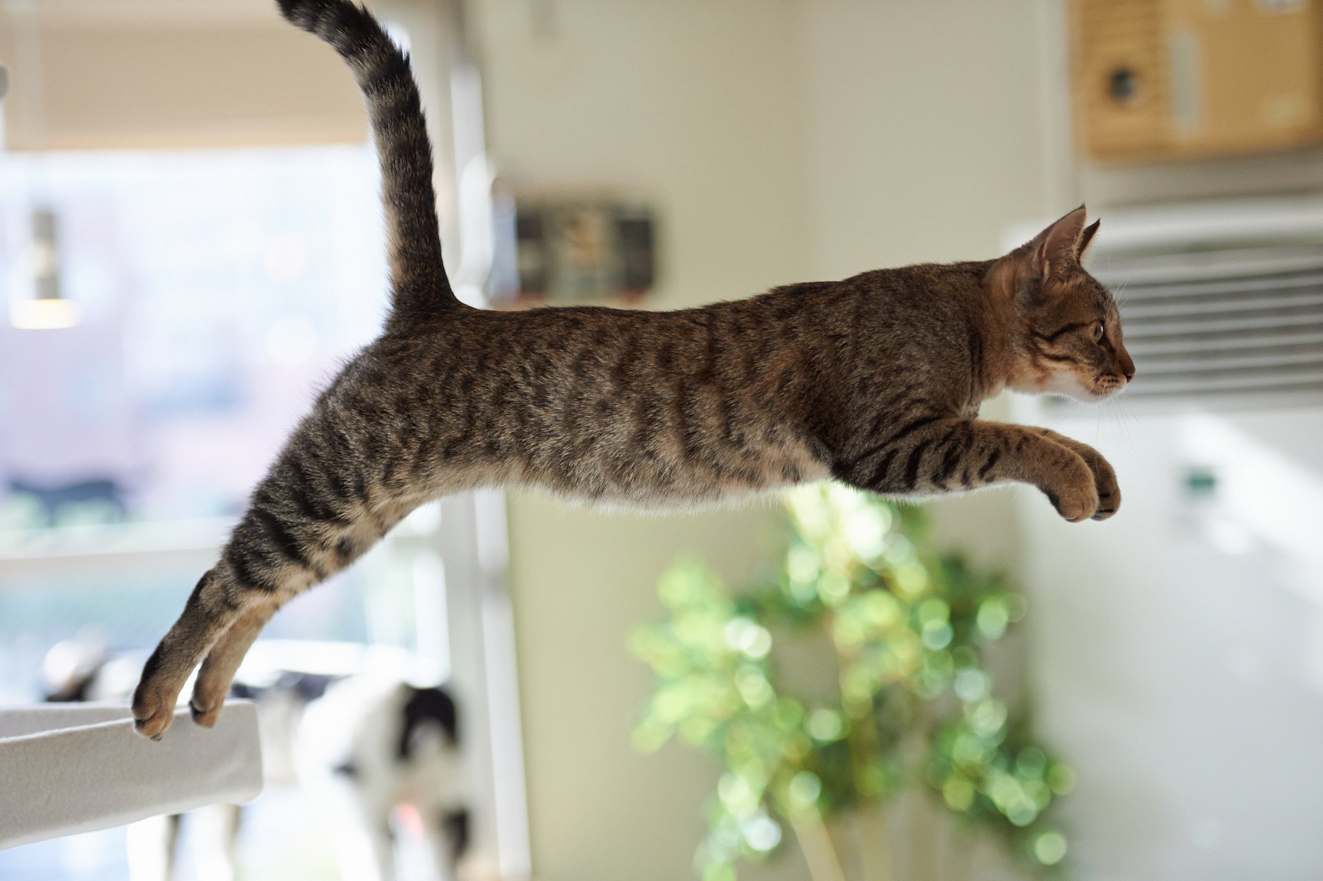 cat cat room jump