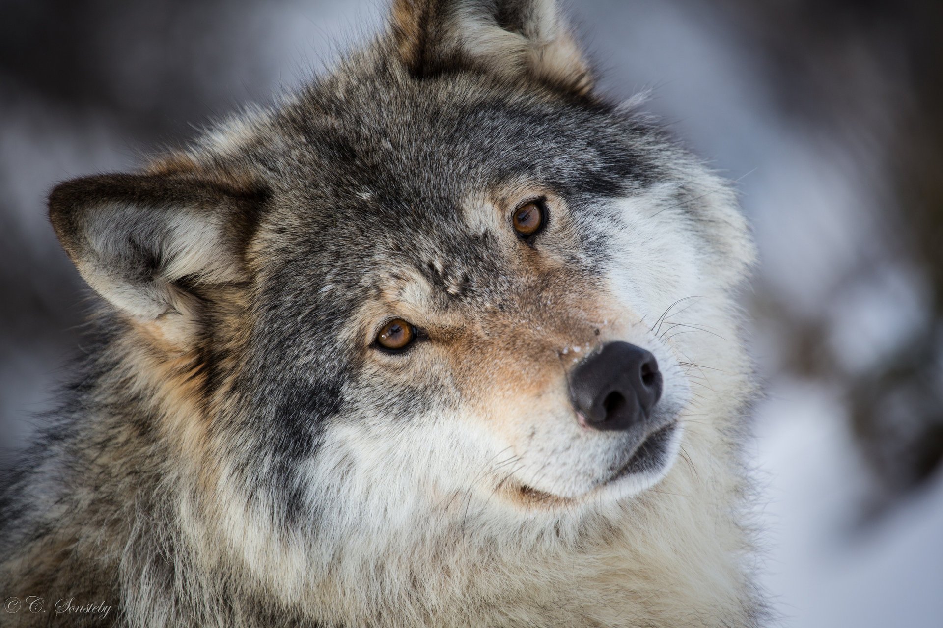 lobo retrato hocico mirada depredador gris