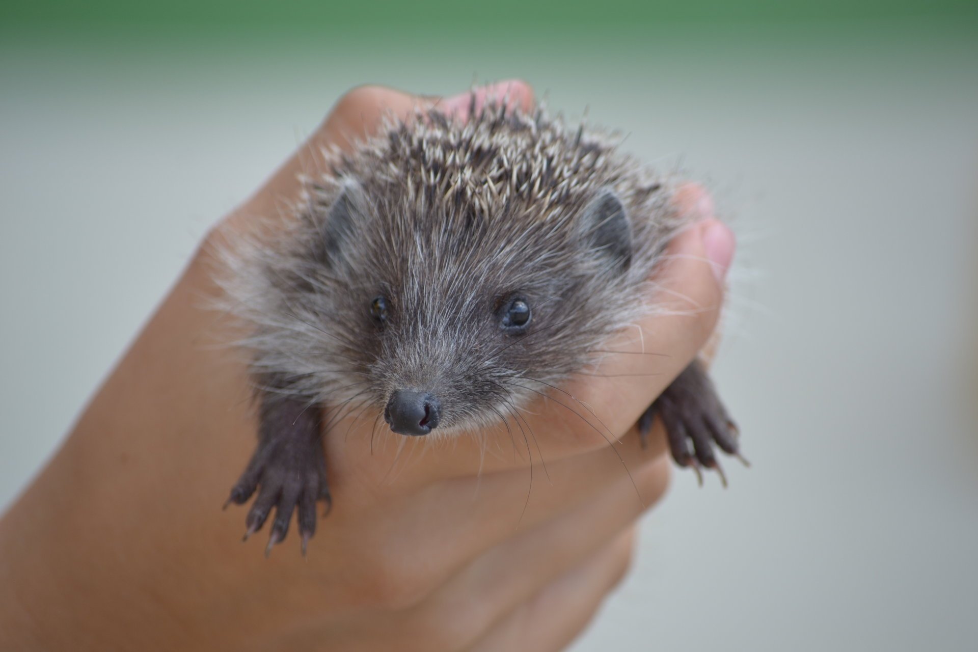 in der hand igel klein