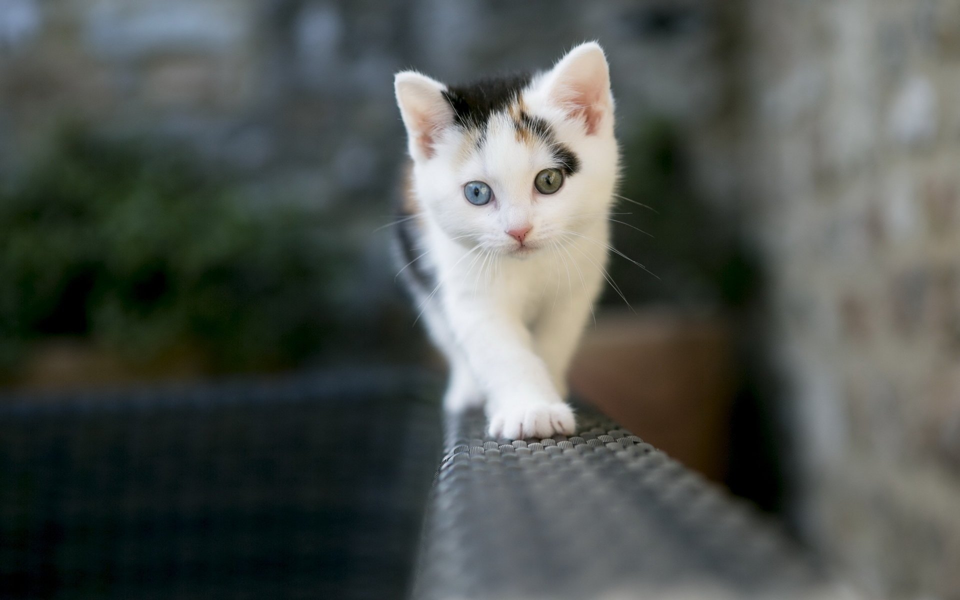 chat fond clôture